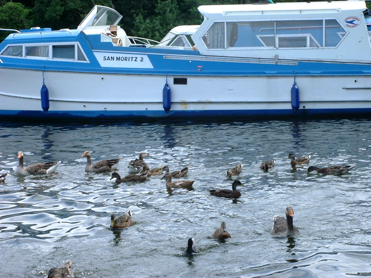 ducks