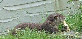 otter